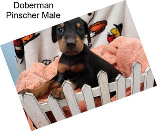 Doberman Pinscher Male