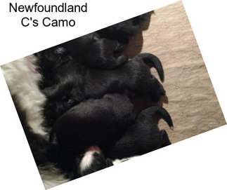 Newfoundland C\'s Camo