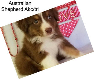 Australian Shepherd Akc/tri