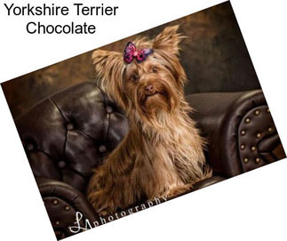 Yorkshire Terrier Chocolate