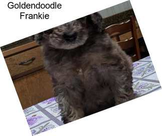 Goldendoodle Frankie