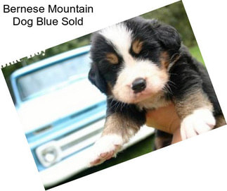 Bernese Mountain Dog Blue Sold