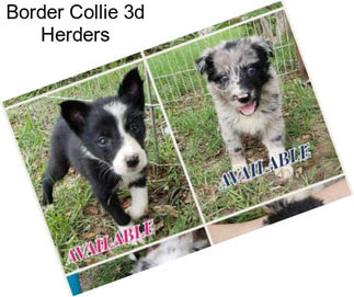 Border Collie 3d Herders