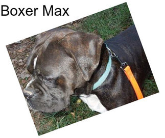 Boxer Max