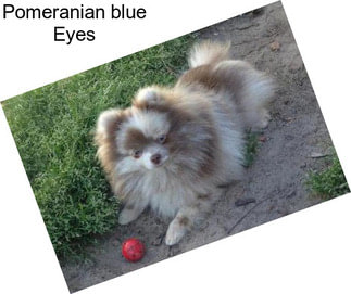 Pomeranian \