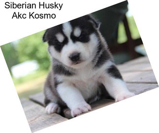 Siberian Husky Akc Kosmo