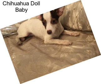 Chihuahua Doll Baby