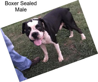 Boxer Sealed Male