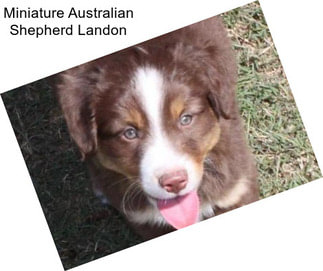 Miniature Australian Shepherd Landon