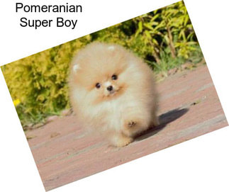 Pomeranian Super Boy