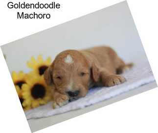 Goldendoodle Machoro