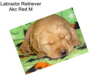 Labrador Retriever Akc Red M