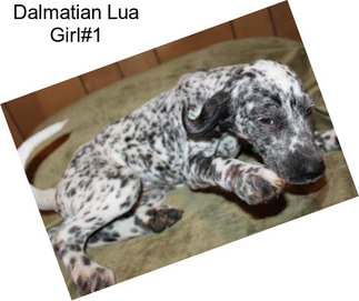 Dalmatian Lua Girl#1