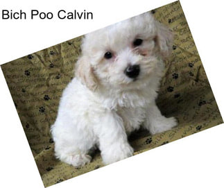 Bich Poo Calvin