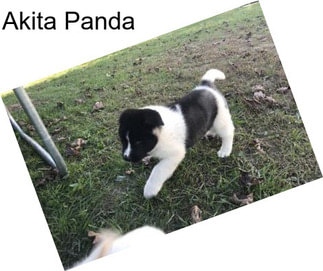 Akita Panda