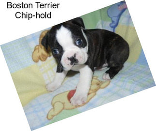 Boston Terrier Chip-hold