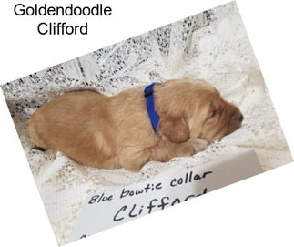 Goldendoodle Clifford