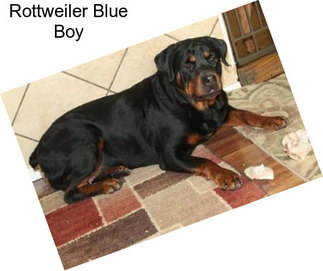 Rottweiler Blue Boy