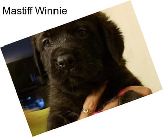 Mastiff Winnie