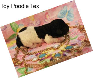 Toy Poodle Tex