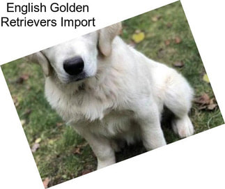 English Golden Retrievers Import