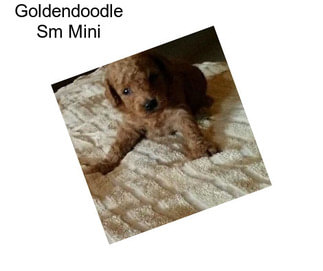 Goldendoodle Sm Mini