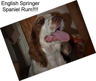 English Springer Spaniel Rum!!!!