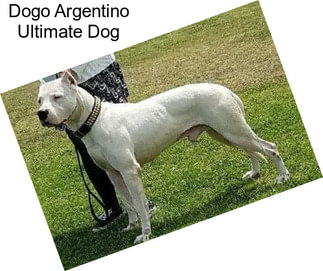 Dogo Argentino Ultimate Dog