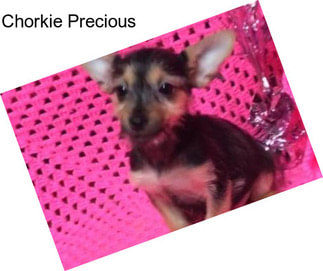 Chorkie Precious