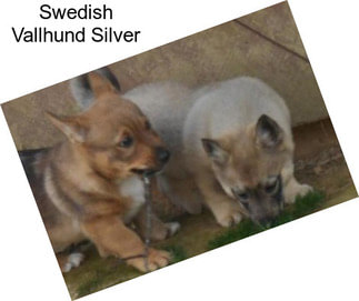 Swedish Vallhund Silver
