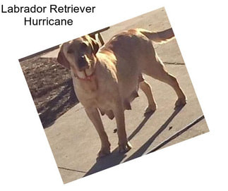 Labrador Retriever Hurricane