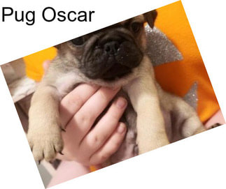 Pug Oscar