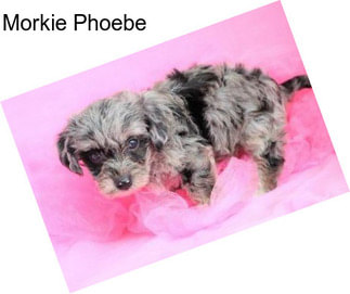 Morkie Phoebe