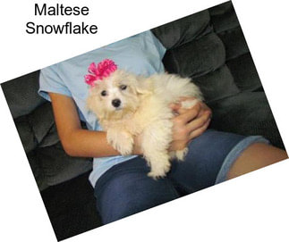 Maltese Snowflake