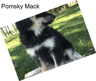 Pomsky Mack
