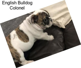 English Bulldog Colonel