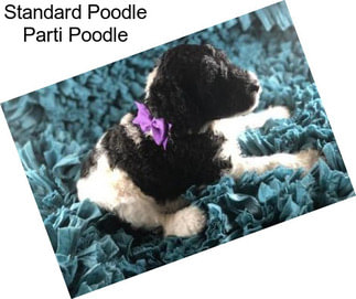 Standard Poodle Parti Poodle