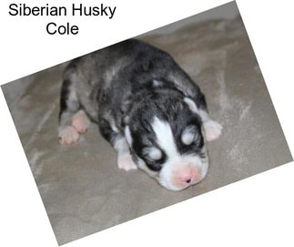 Siberian Husky Cole