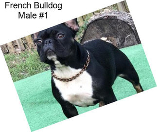 French Bulldog Male #1