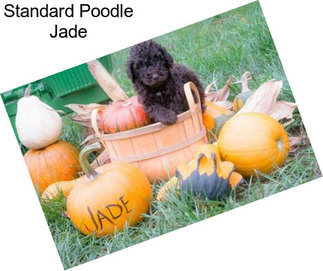 Standard Poodle Jade