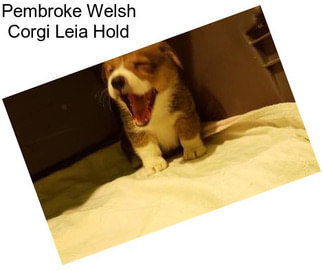 Pembroke Welsh Corgi Leia Hold