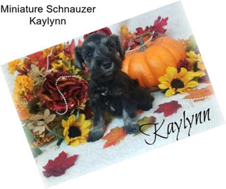 Miniature Schnauzer Kaylynn