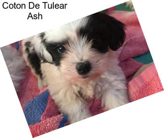 Coton De Tulear Ash