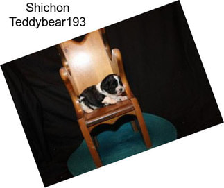 Shichon Teddybear193