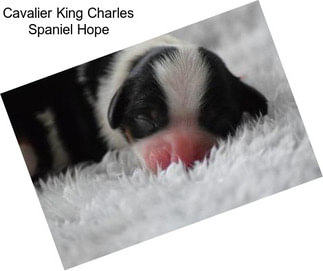 Cavalier King Charles Spaniel Hope