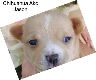 Chihuahua Akc Jason