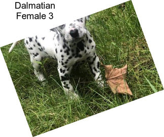Dalmatian Female 3