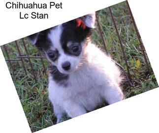 Chihuahua Pet Lc Stan