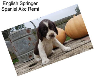 English Springer Spaniel Akc Remi