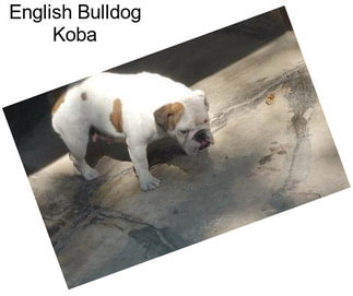 English Bulldog Koba